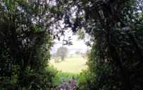 Caminata Ecológica Camino de los Pajeros - Museo Campesino