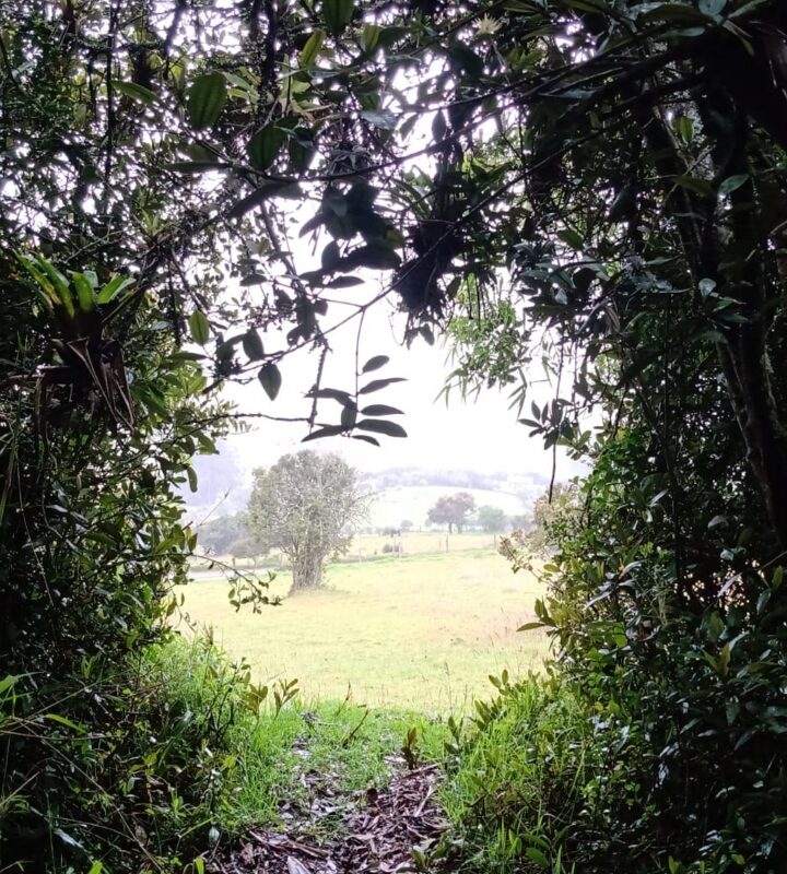 Caminata Ecológica Camino de los Pajeros - Museo Campesino