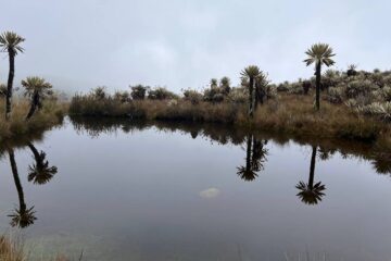 Reservas_La_Laja – Maza_Fonté_Territorio_del_Oso