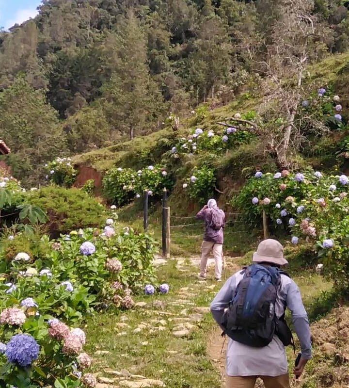 caminata ecologica entre bosques