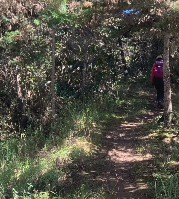 Caminata_Ecológica El_Camino de_los_Cipreses