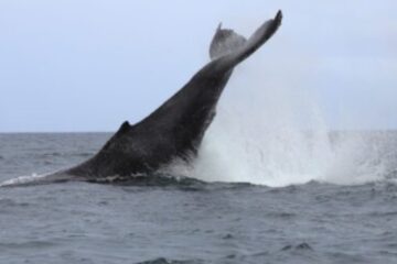 Guapi_Gorgona Entre_Mar_y_Río Avistamiento_de_Ballenas