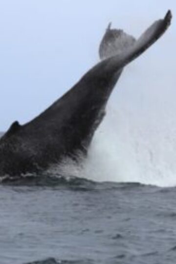 Guapi_Gorgona Entre_Mar_y_Río Avistamiento_de_Ballenas