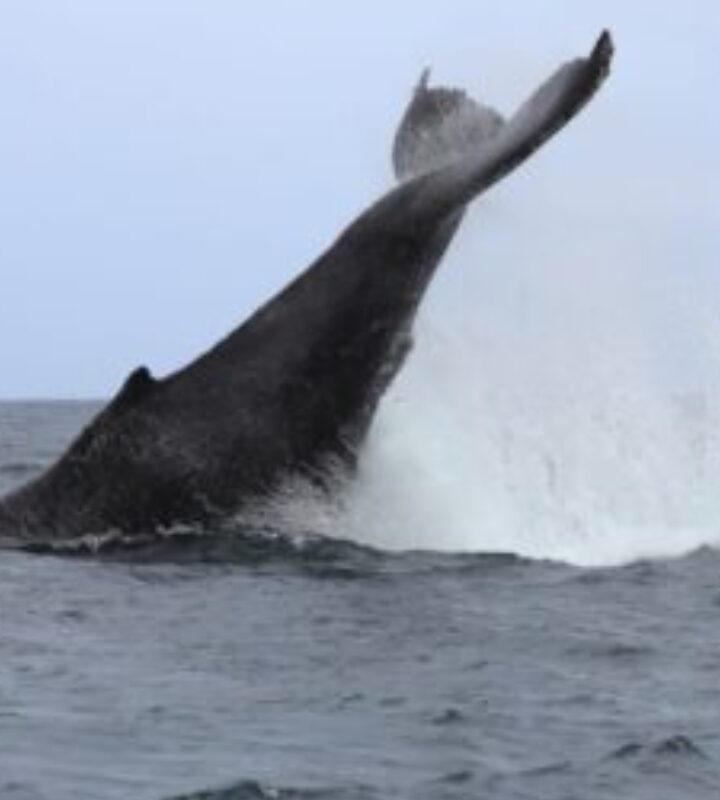Guapi_Gorgona Entre_Mar_y_Río Avistamiento_de_Ballenas