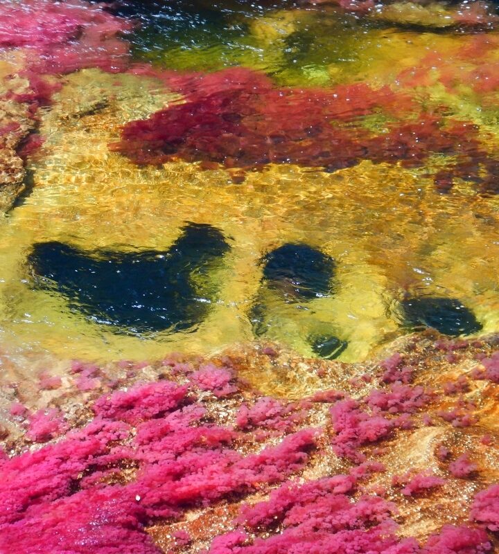 Caño Cristales portada