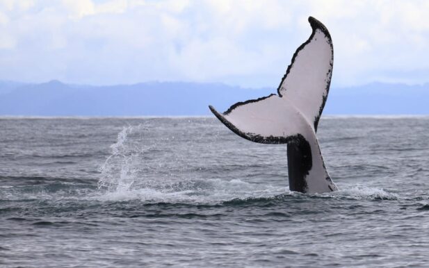 Avistamiento de ballenas en Gorgona y Guapi