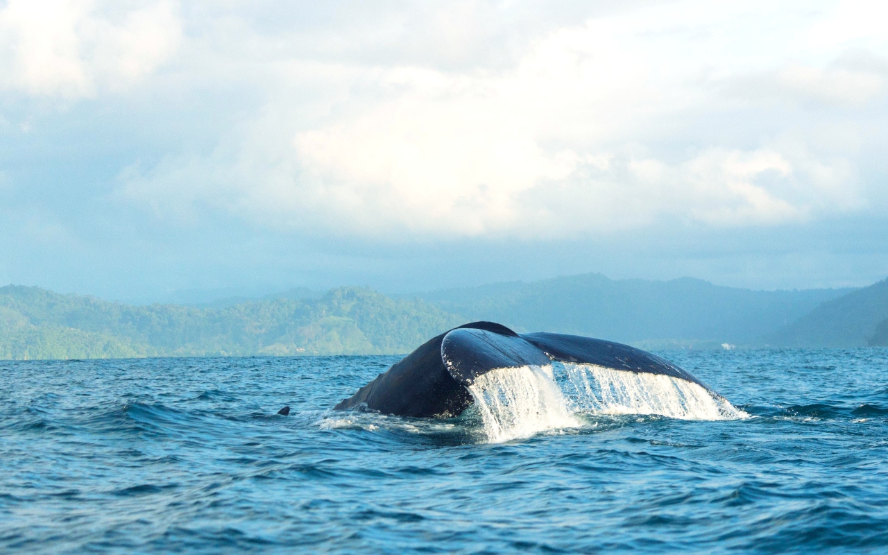 Ballenas a la vista en Playa de Oro - Bahía Solano - Ecoglobal Expeditions