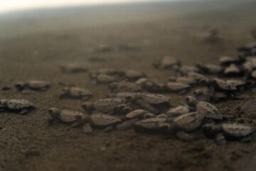 Ballenas_Yubarta_y Tortugas_Golfinas_en Playa_de_Oro
