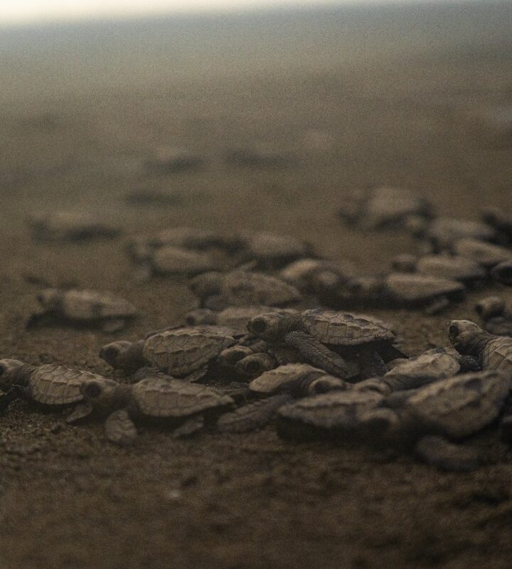 Ballenas_Yubarta_y Tortugas_Golfinas_en Playa_de_Oro