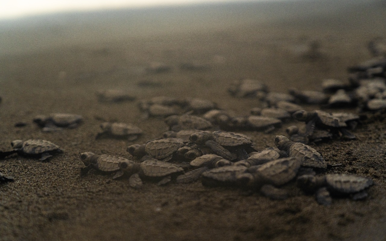 Ballenas_Yubarta_y Tortugas_Golfinas_en Playa_de_Oro - Ecoglobal Expeditions