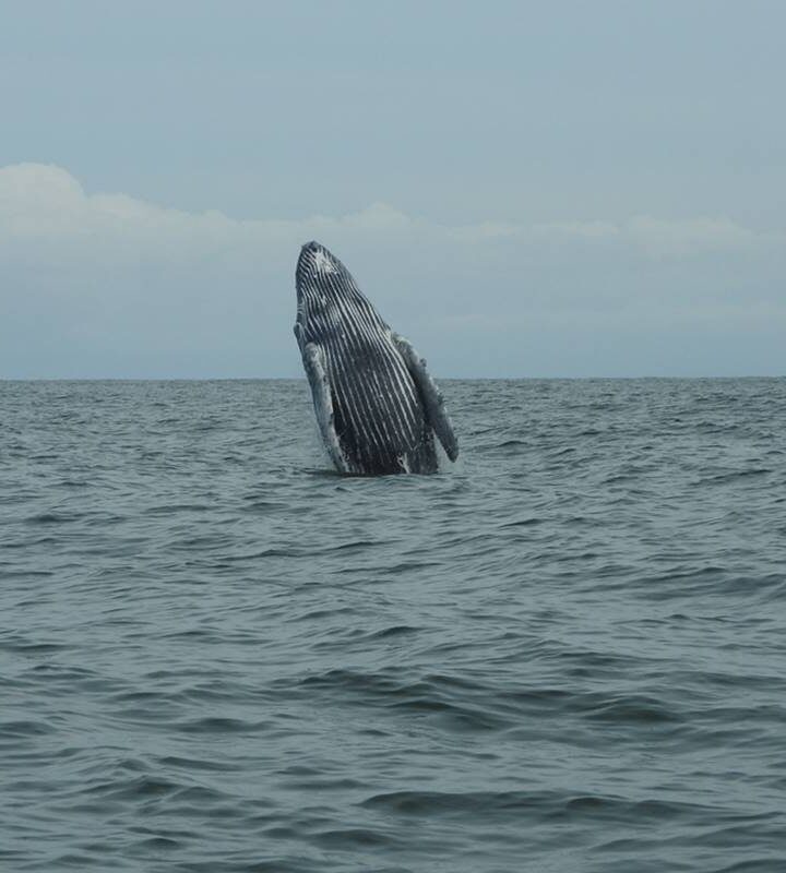 Ballenas Jorobadas en Bahía Solano