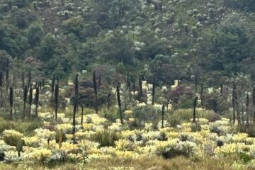 Caminata_Ecológica Paramo_de Rabanal