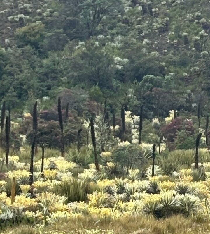 Caminata_Ecológica Paramo_de Rabanal