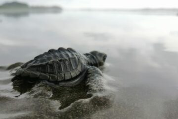Tortugas_Playa Oro portada