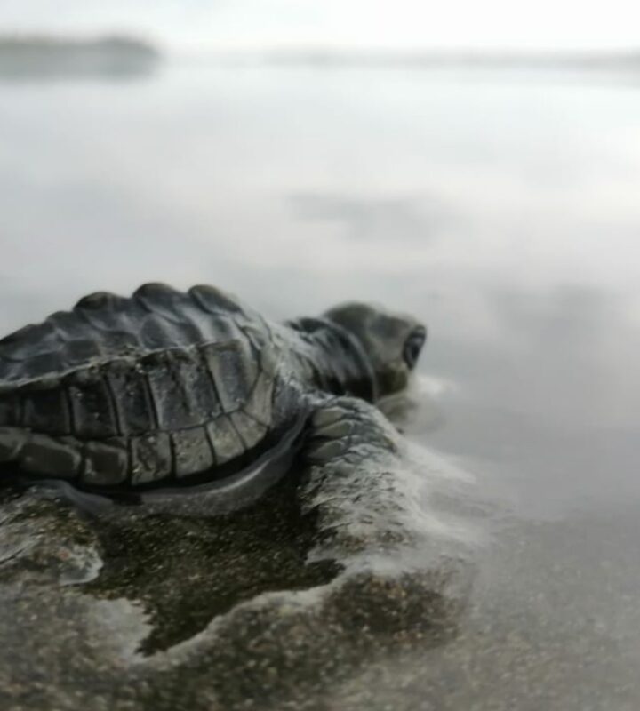 Tortugas_Playa Oro portada