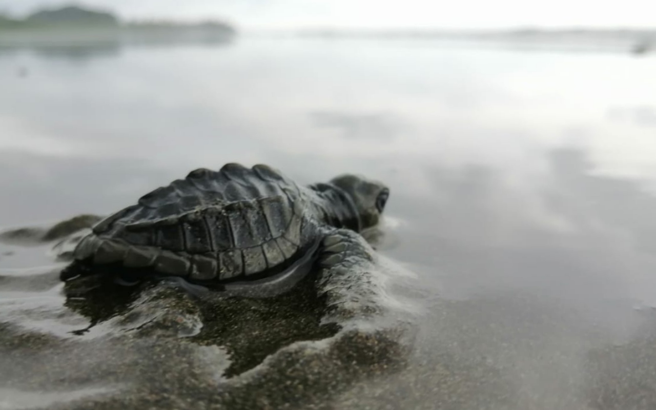 Liberación de Tortugas Golfina en Playa de Oro - Bahía Solano - Ecoglobal  Expeditions