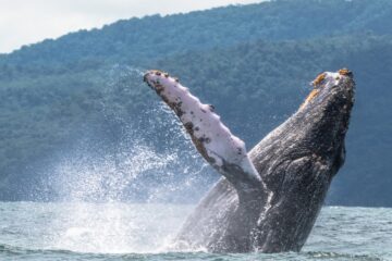 ballenas Nuquí