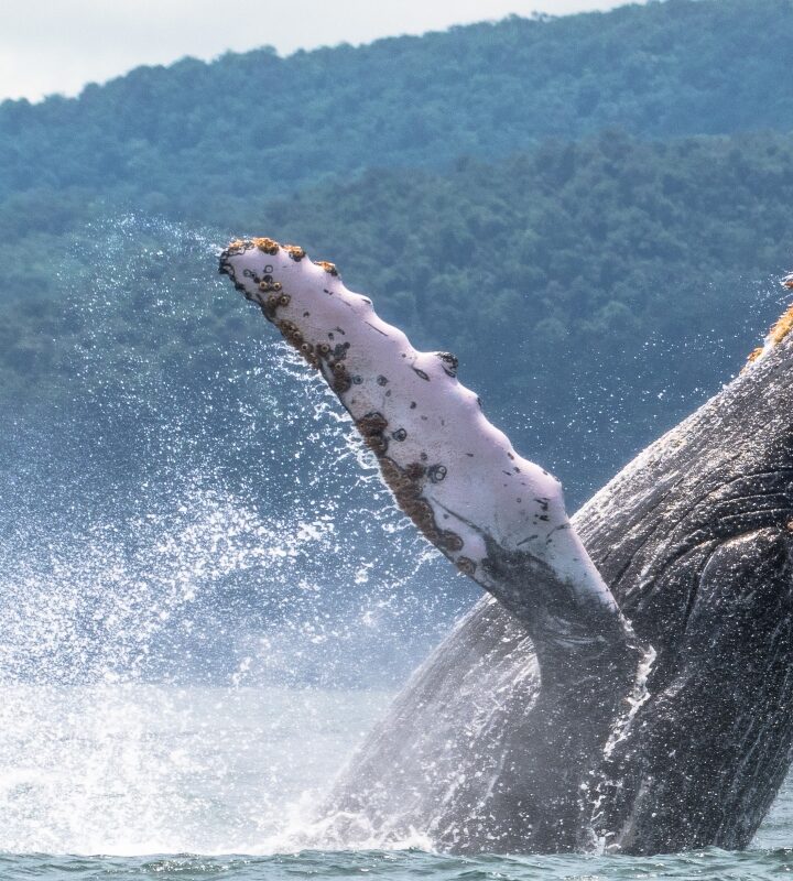ballenas Nuquí