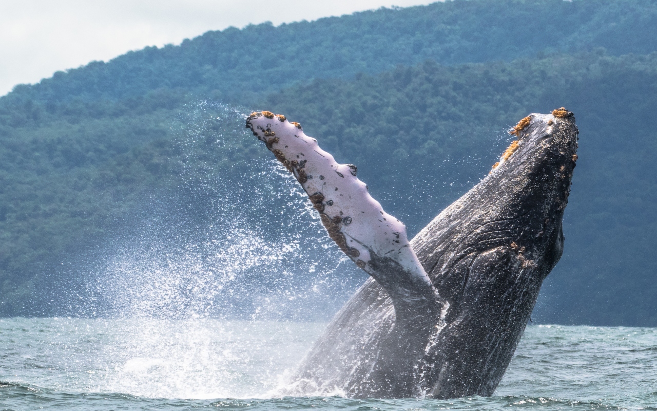 Archivo Avistamiento de ballenas | Ecoglobal ExpeditionsEcoglobal  Expeditions