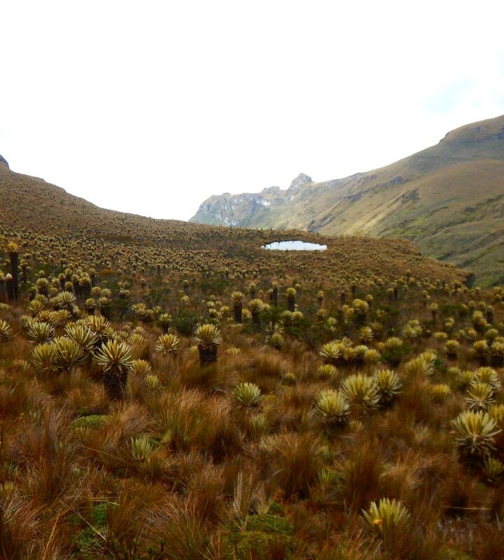 Expedición Paramillo del Quindío