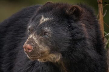 En_búsqueda_del_Oso_Andino en_Chingaza Plantas_del_Camino