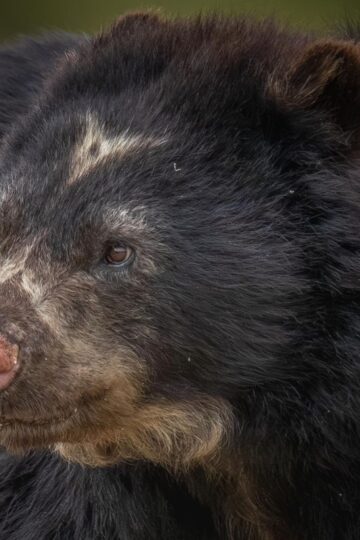 En_búsqueda_del_Oso_Andino en_Chingaza Plantas_del_Camino