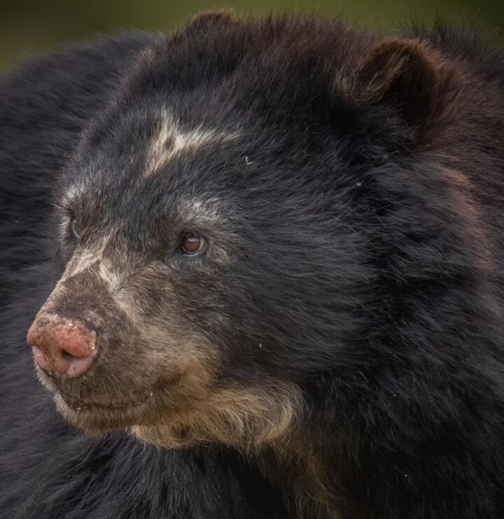 En_búsqueda_del_Oso_Andino en_Chingaza Plantas_del_Camino