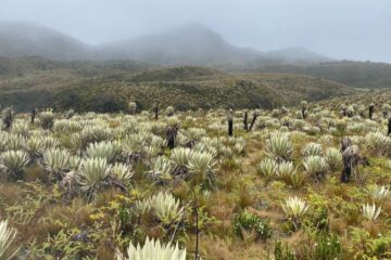 Caminata Ecológica Cuchilla Frailejonal