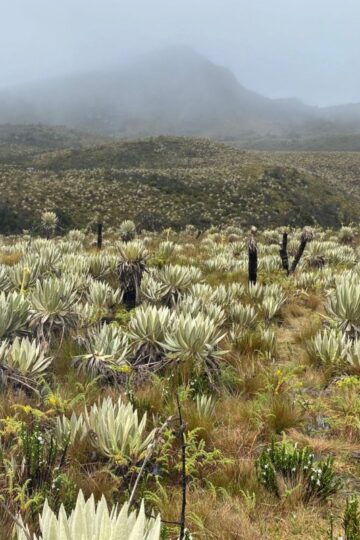 Caminata Ecológica Cuchilla Frailejonal