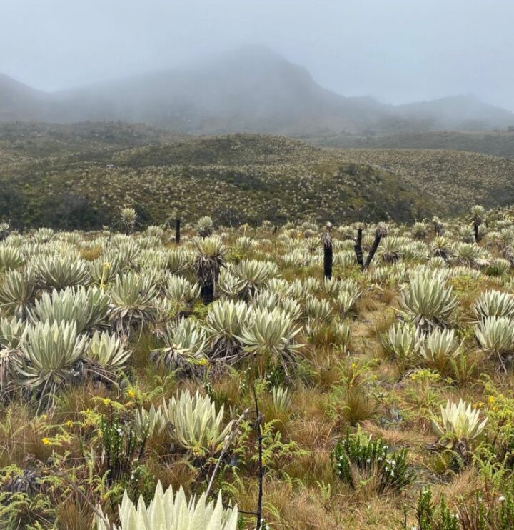 Caminata Ecológica Cuchilla Frailejonal